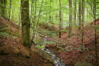 Belçika tepelerde orman bahar