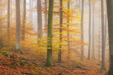 Gizemli sabah sis sonbahar bir ormanda