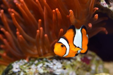 Deniz Akvaryumunda Amphiprion Ocellaris Palyaço Balığı