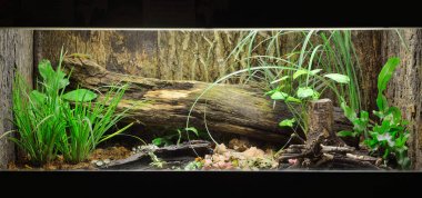 Tropikal ortamda terrarium düzeni
