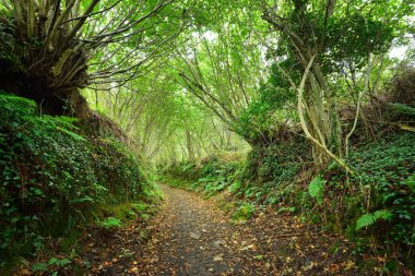 Tünel gibi patika yeşil ela ormandaki
