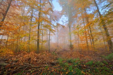 Gizemli sabah sis sonbahar bir ormanda