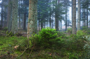 karanlık sisli çam ormanı