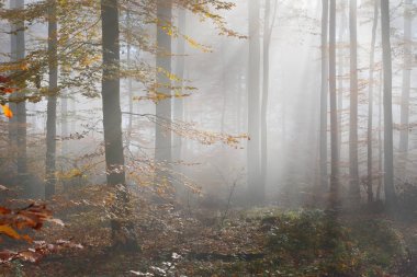 Gizemli sabah sis sonbahar bir ormanda