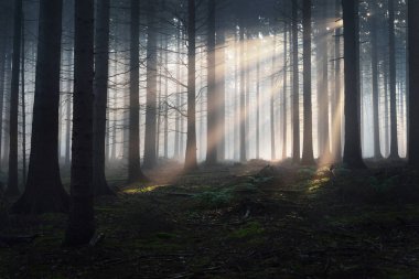 Karanlık bir sisli Orman ağacı siluetleri