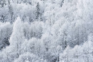kar ve kaplı ağaçlar kırağı