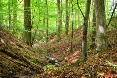 Belçika tepelerde orman bahar