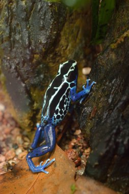 Kurbağa Dendrobates tinctorius terrarium içinde