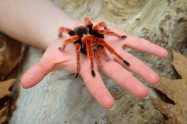 Birdeater tarantula spider Brachypelma boehmei 