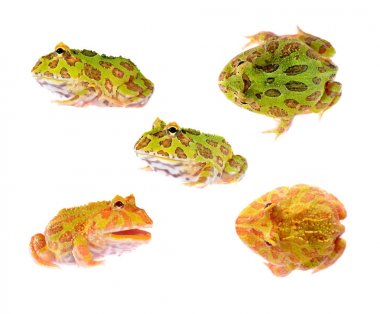 Süslü boynuzlu kurbağa Ceratophrys ornata