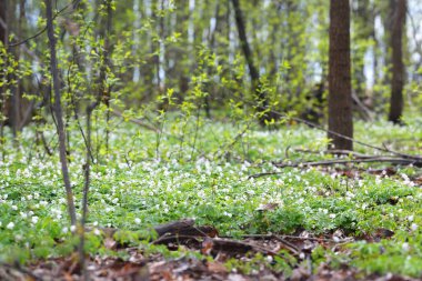 Bahar ormandaki yabani Anemone çiçekler