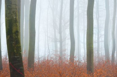 Sisli sonbahar Orman ağacı siluetleri ile