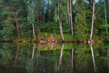 Yaz orman Ungurs kıyı Gölü