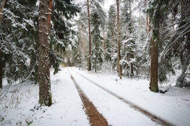 Küçük orman yolu üzerinde ilk kar