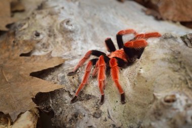 Birdeater tarantula spider Brachypelma smithi