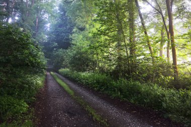 Çakıl yol sisli bir sisli orman