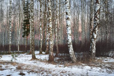 Kışın güzel beyaz huş ağacı orman 