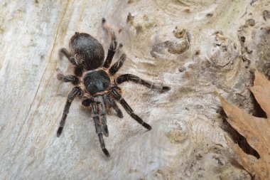 Birdeater curlyhair tarantula spider Brachypelma albopilosum