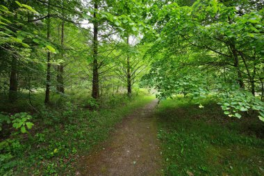 Yeşil bahar kayın ormanında geçit