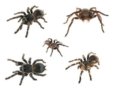Different spiders isolated clipart