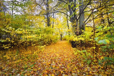 Eski parkta bir sonbahar sokak