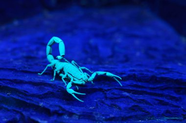 Bright blue scorpion Centruroides gracilis  clipart
