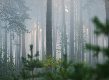 Güzel yaprak döken orman sisli gündoğumu