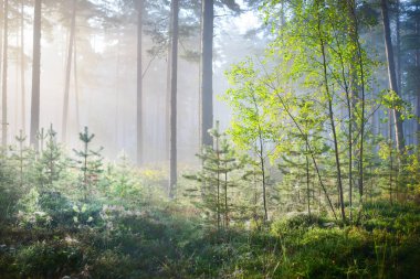 Yaprak döken orman sisli gündoğumu
