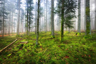 Moss ile karanlık sisli çam ormanı