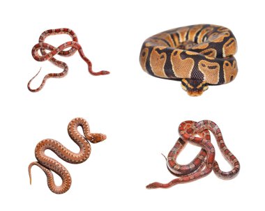 Kraliyet python, Python regius, kırmızı egzotik çim yılan ve ortak engerek yılanı beyaz bitti izole