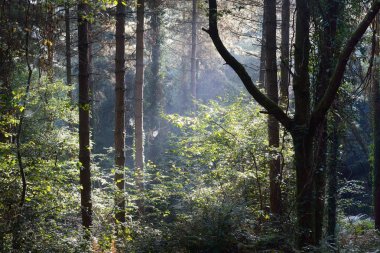 Karışık bir ormandaki sabah sis