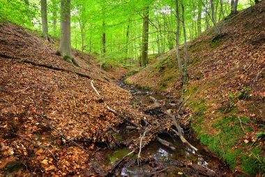 Belçika tepelerde orman bahar