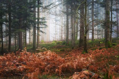 Karanlık ve puslu çam ormanı 