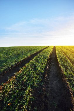 Yemyeşil yeşil tarım alanı 