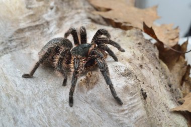 Birdeater curlyhair tarantula spider Brachypelma albopilosum