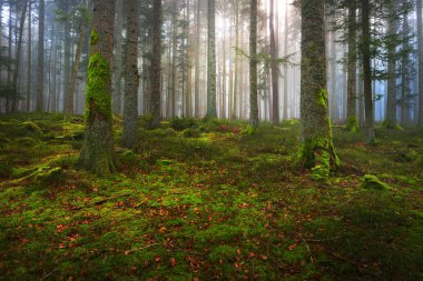 Moss bir halı ile bir puslu çam ormanı
