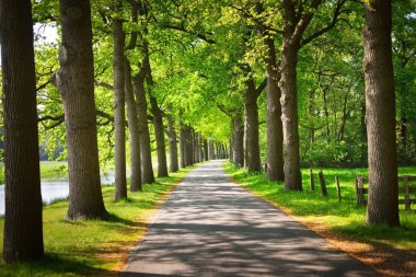 Güzel bisiklet yol ağaçlarıyla çevrili