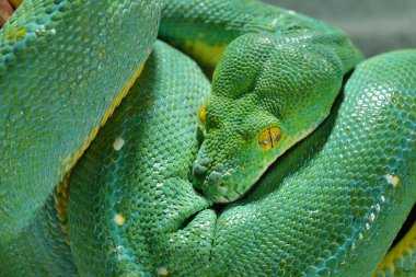 Yeşil ağaç python morelia viridis