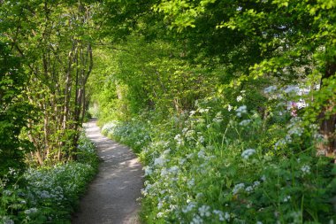Orman parkına giden yol. Açan yabani sarımsak (Allium ursinum). Stochemhoeve, Leiden, Hollanda. Resimli panoramik bahar sahnesi. Seyahat yerleri, eko-turizm, ekoloji, doğa, mevsimler
