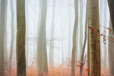 Sisli sonbahar Orman ağacı siluetleri ile