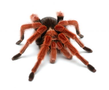 Birdeater tarantula spider Brachypelma boehmei 