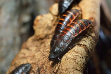 Dev Madagaskar tıslayan cockroachs siyah