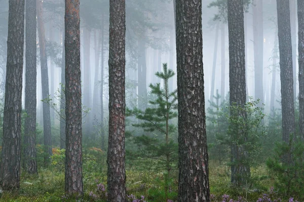 Foggy sunrise in the beautiful deciduous forest — Stock Photo, Image