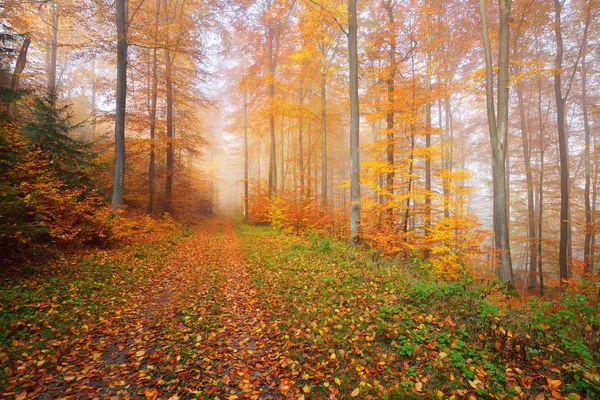 Mysterious morning fog in autumn forest