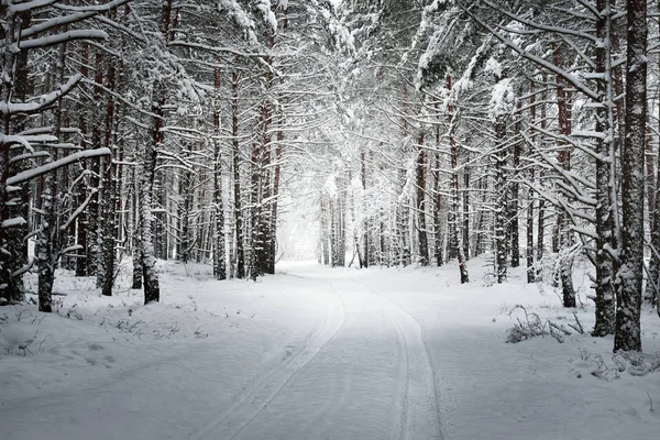 Sökvägen i en vinter skog — Stockfoto