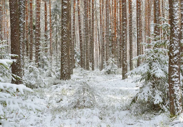 Snowcovered 冬の松の森 — ストック写真