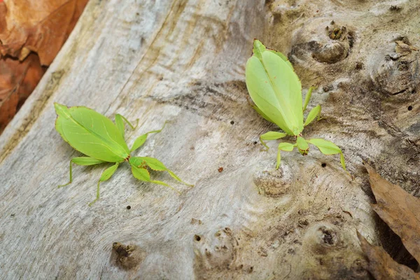 Grön leaflike stick-insekter Phyllium giganteum — Stockfoto