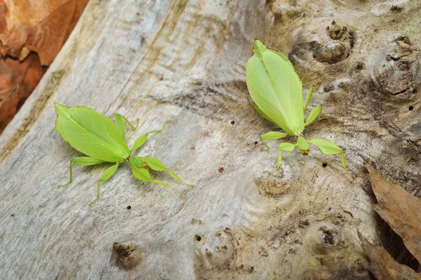 Yeşil leaflike sopa-böcekler Phyllium giganteum — Stok fotoğraf