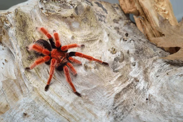 Birdeater tarantula spider Brachypelma smithi — 图库照片