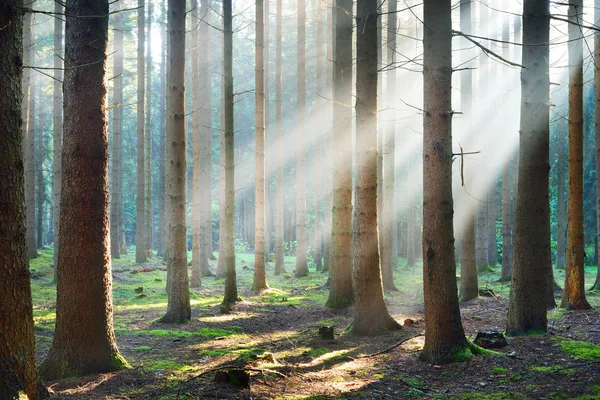 Nap sugarai a ködben a ködös erdő — Stock Fotó